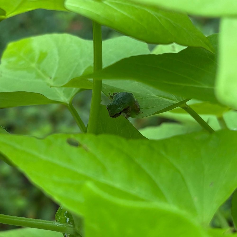 Meet your Posher, Lindsey